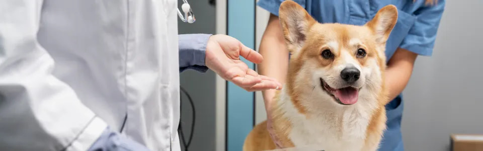 Cómo Convertirse en Asistente Veterinario Certificado en EE.UU.
